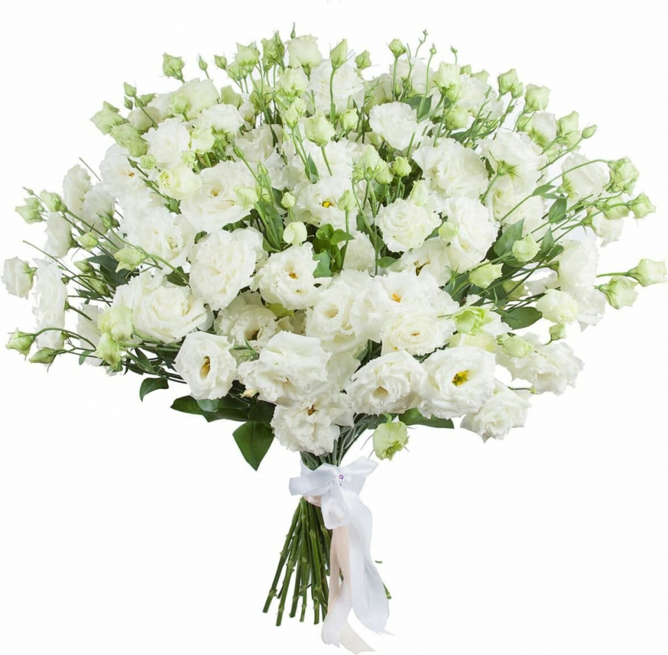 Белая эустома